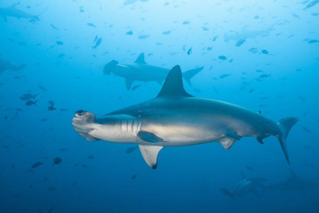 Detail of Scalloped hammerhead shark by Anonymous