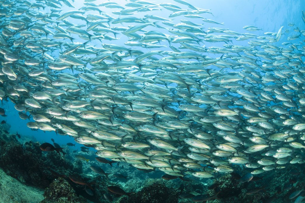 Detail of School of Black-Striped Salema by Anonymous