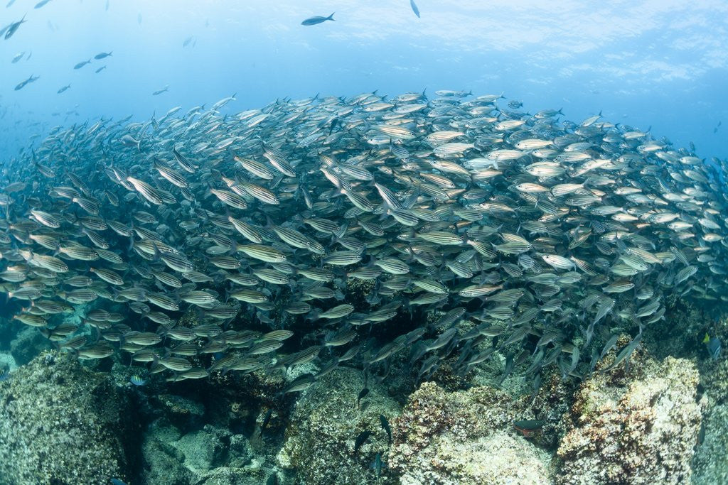Detail of School of Black-Striped Salema by Anonymous