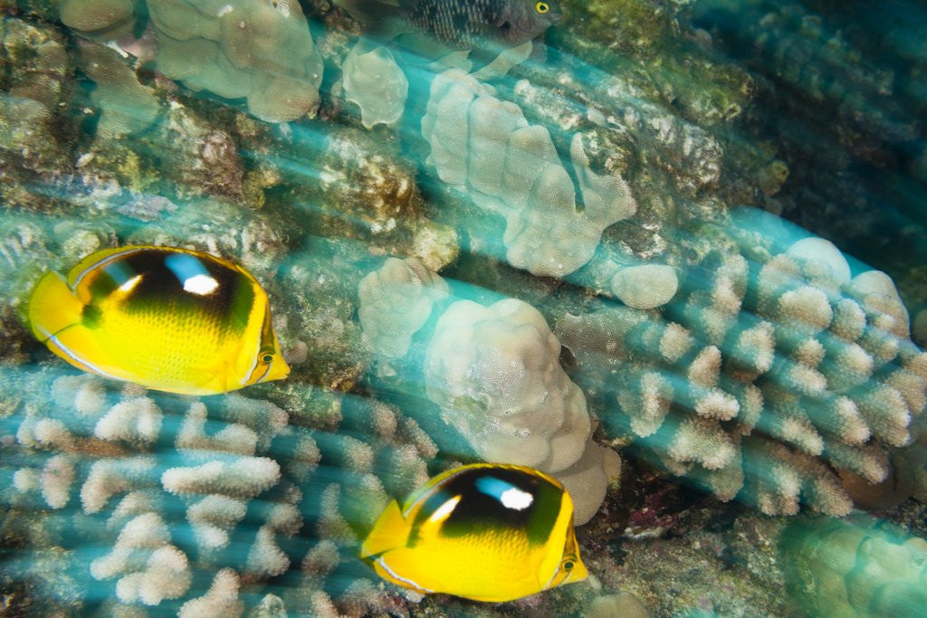 Detail of Fourspot Butterfly fish by Anonymous