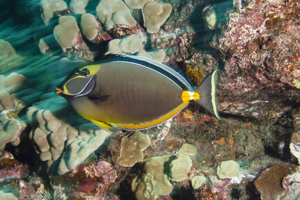 Detail of Orangespine Surgeonfish by Anonymous
