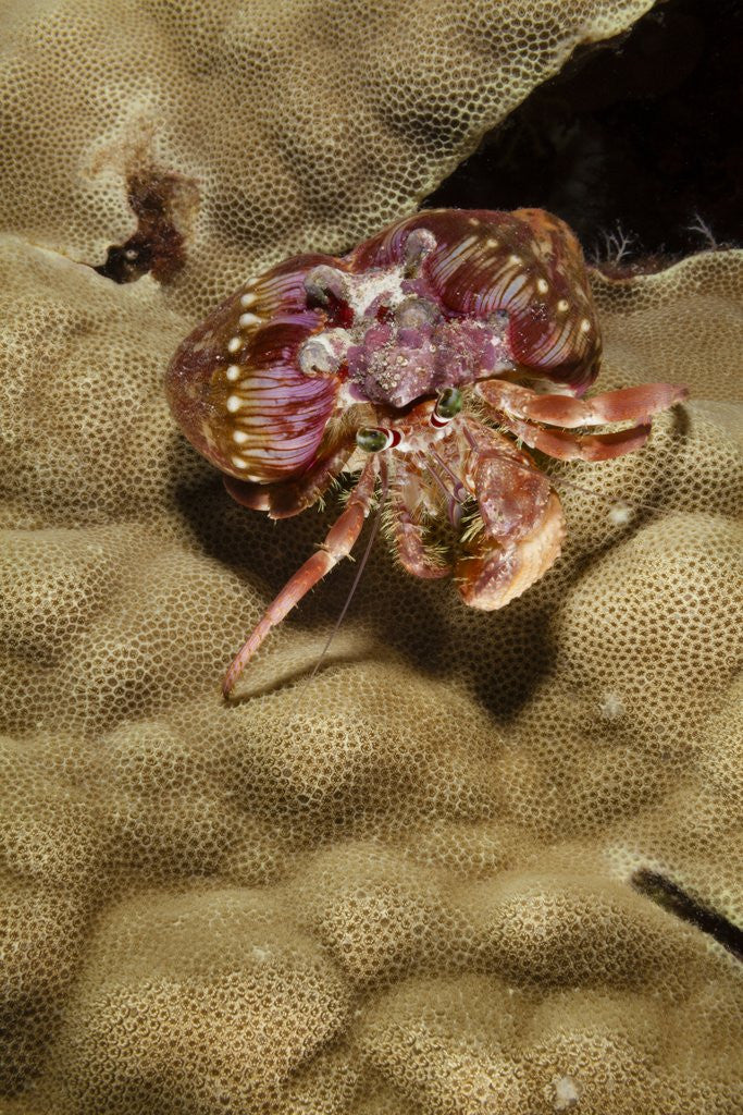 Detail of Small Hermit Crab by Anonymous