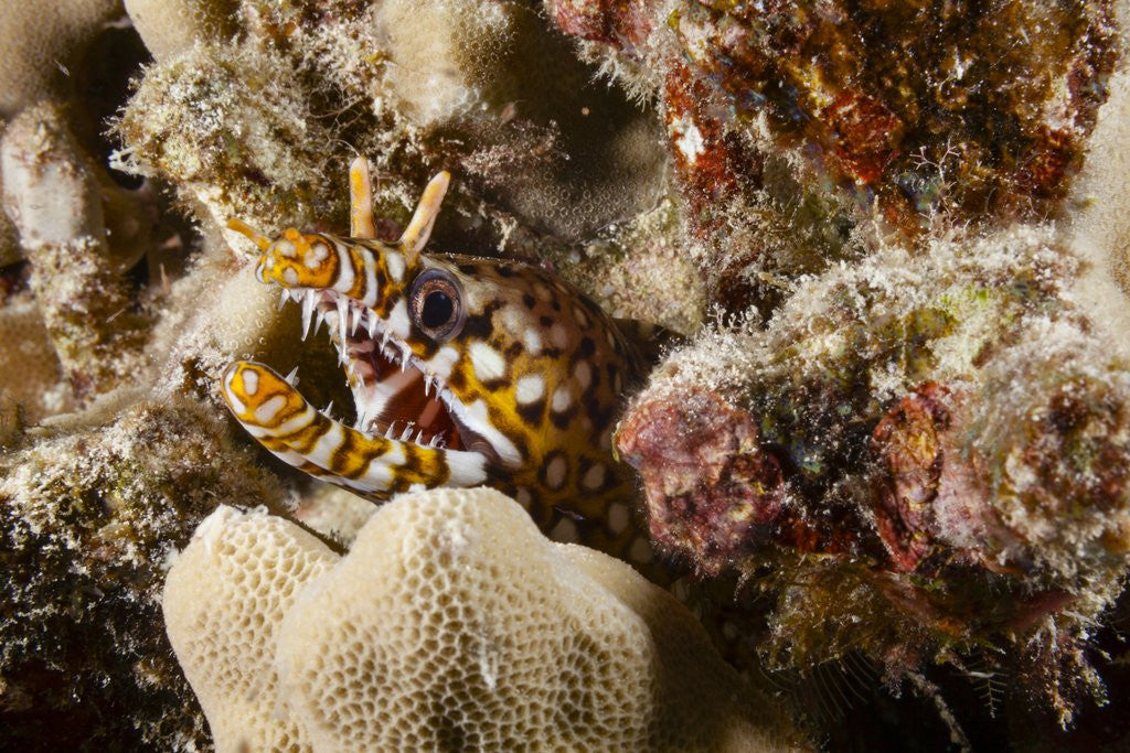 Detail of Dragon Moray Eel by Anonymous