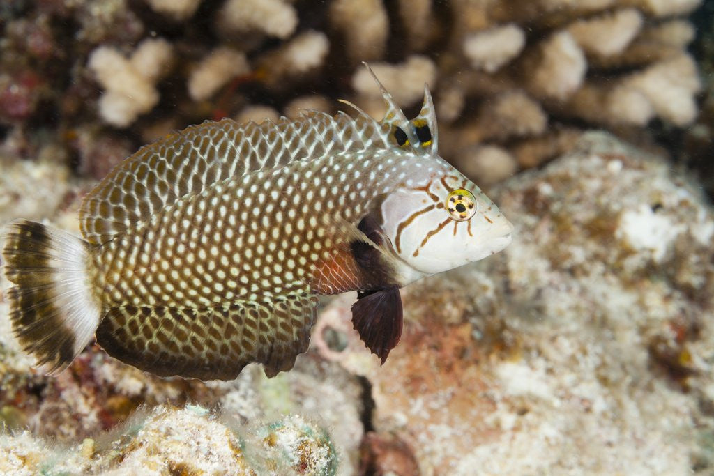 Detail of Reindeer Wrasse by Anonymous