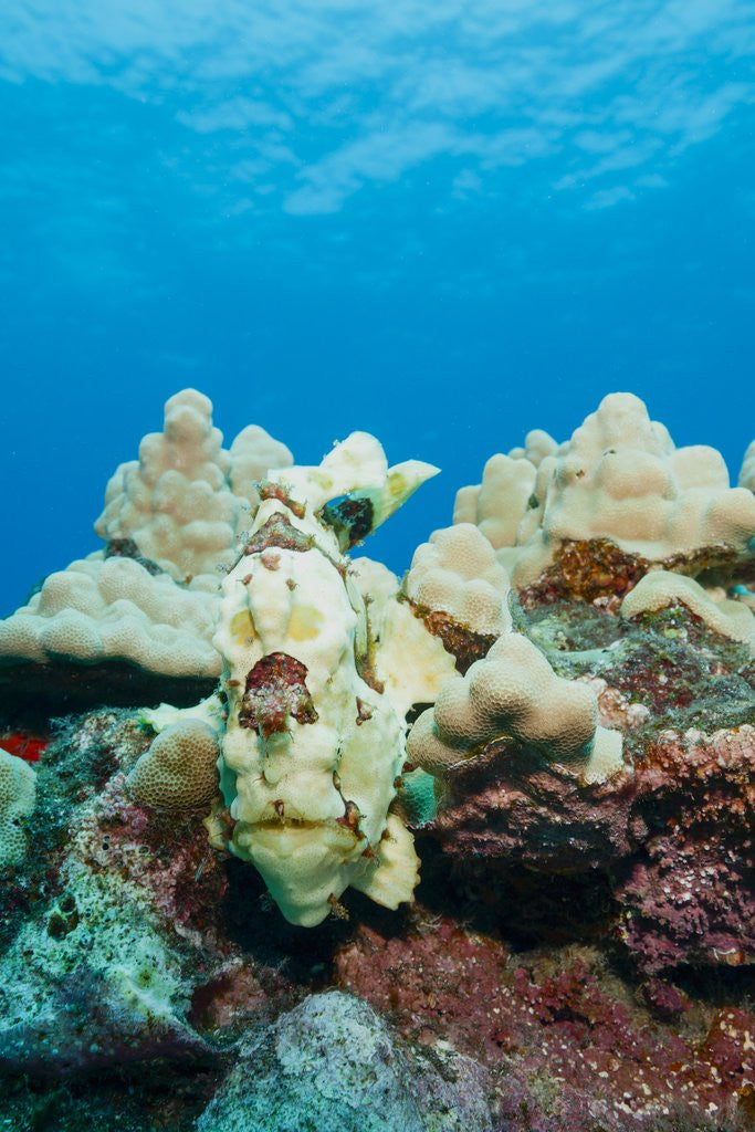 Detail of Commerson's Frogfish by Anonymous