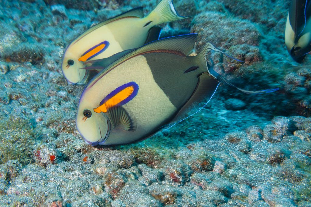 Detail of Orangeband Surgeonfish by Anonymous
