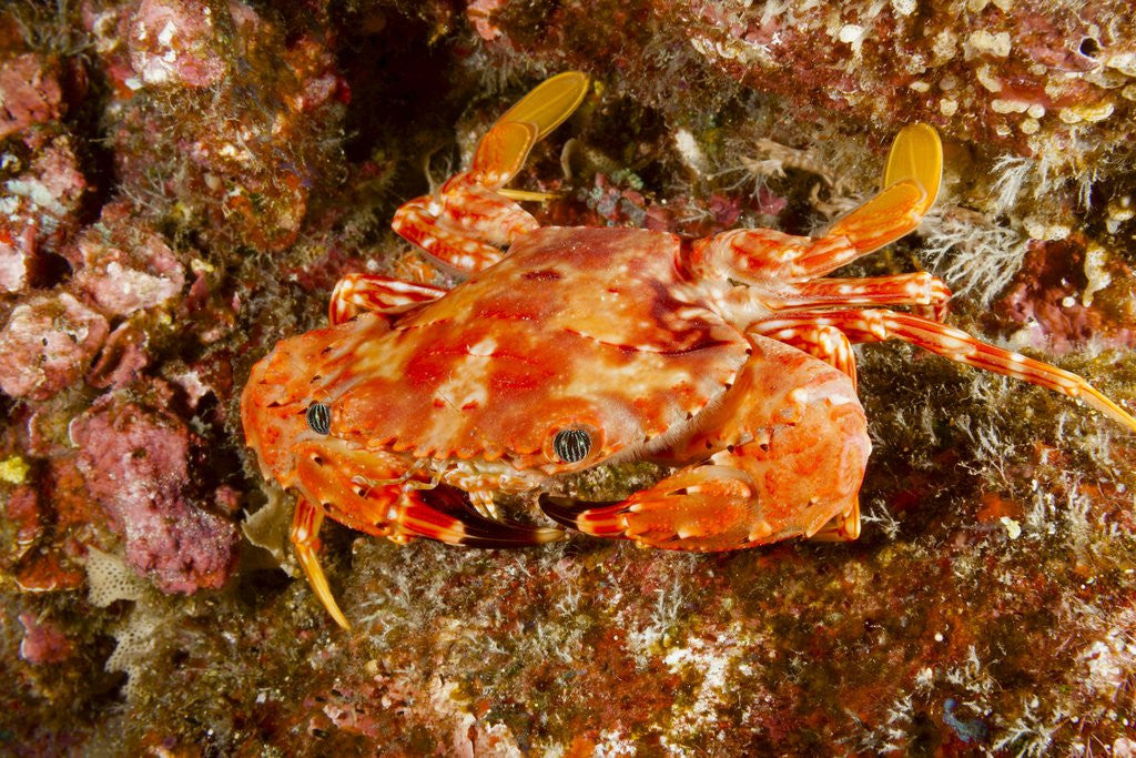 Detail of Batwing Swimming Crab by Anonymous