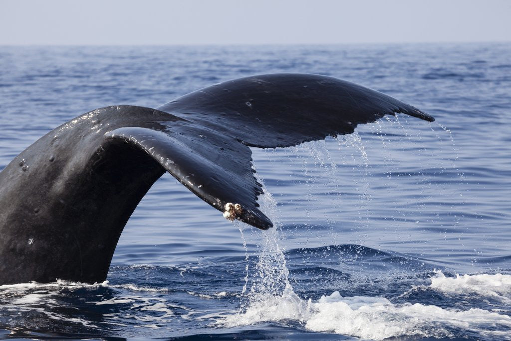 Detail of Humpback Whale Tail by Anonymous