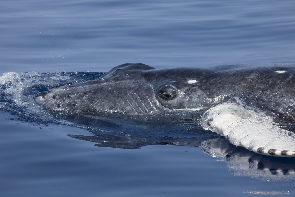 Detail of Baby Humpback Whale by Anonymous