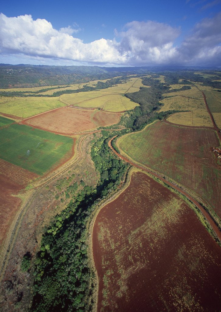 Detail of North Shore by Anonymous