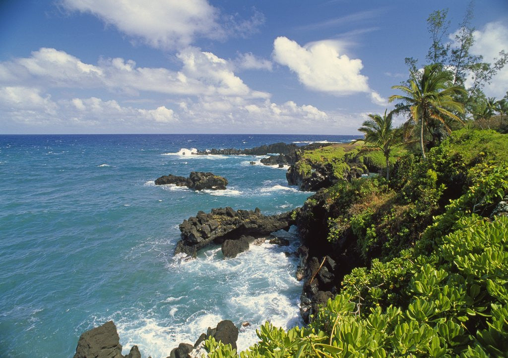 Detail of Wai'anapanapa park by Anonymous