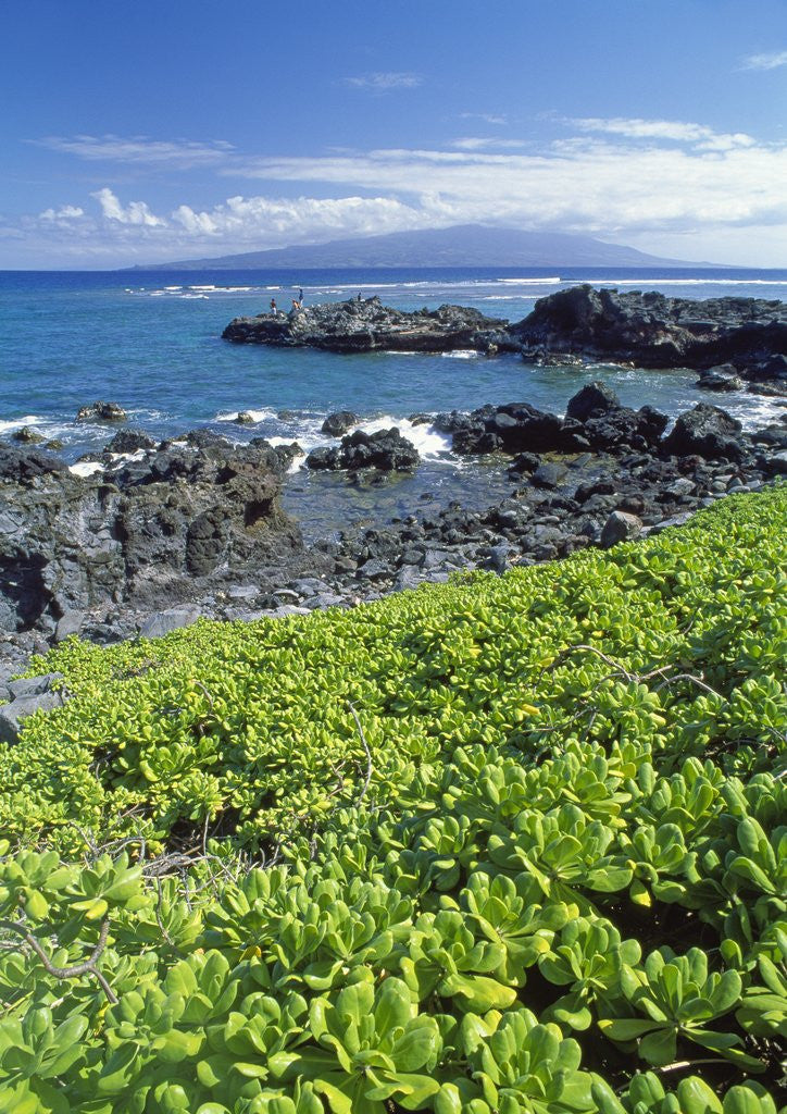 Detail of Waialua Bay by Anonymous