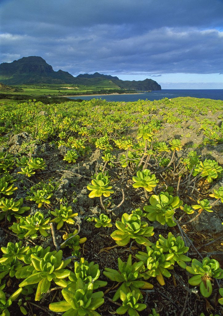 Detail of Kauai in Hawaii by Anonymous