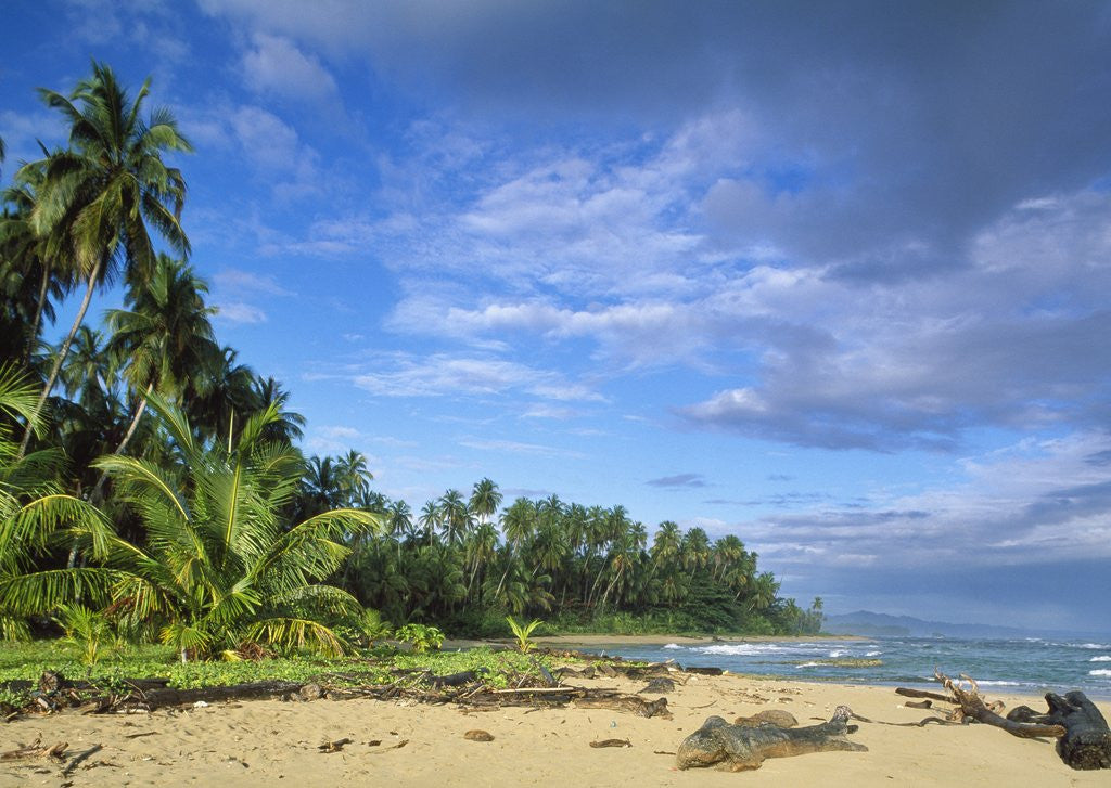 Detail of Beach in Limon, Costa Rica by Anonymous