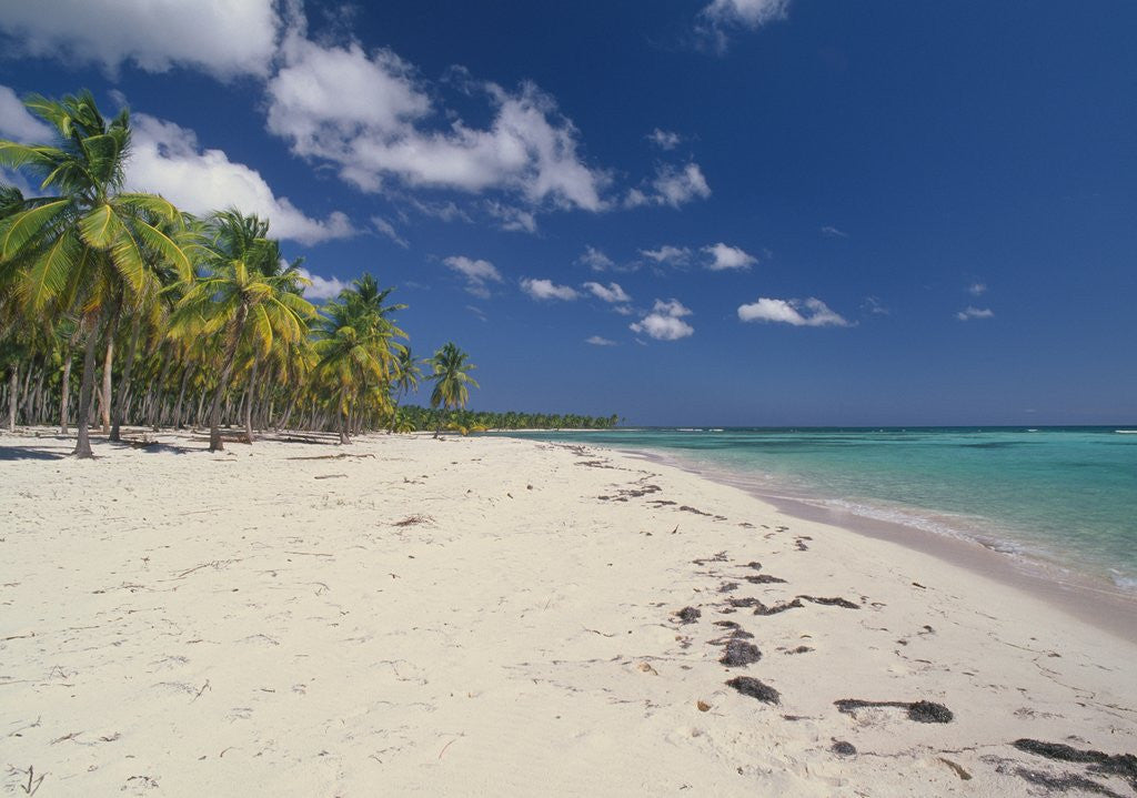 Detail of Beach in the West Indies by Anonymous