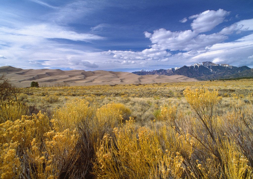 Detail of Great Sand Dunes National Monument by Anonymous