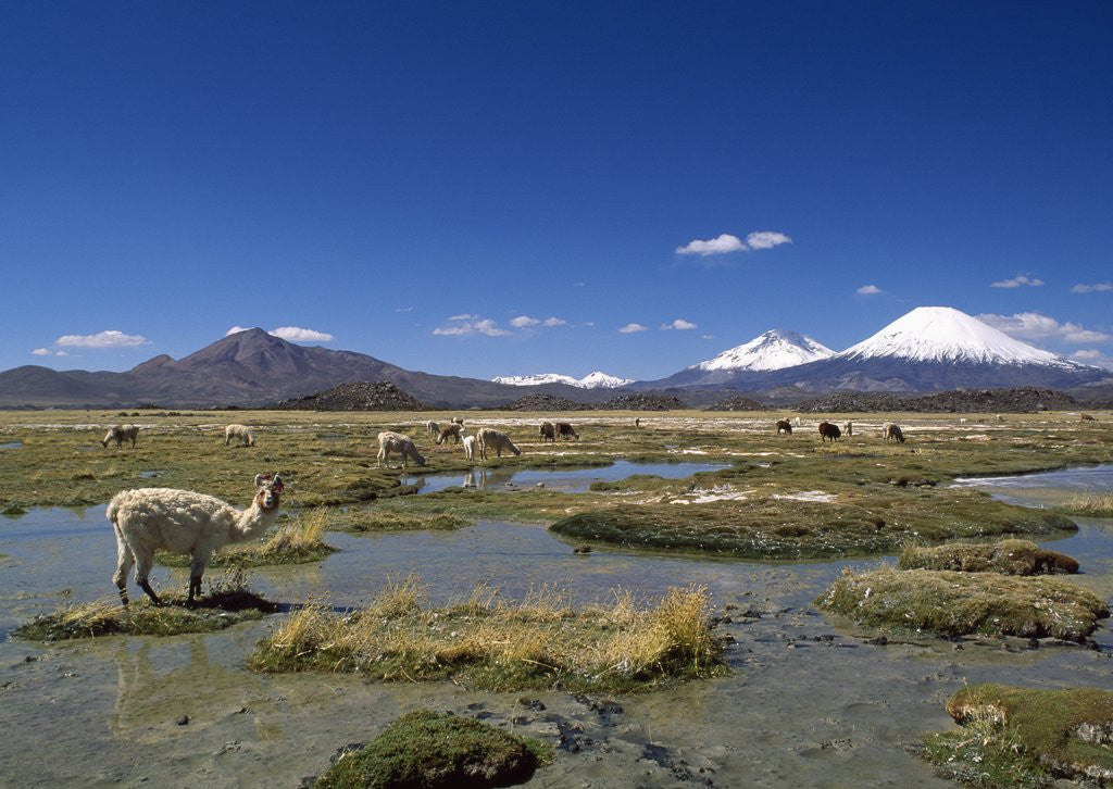 Detail of Lauca National Park by Anonymous