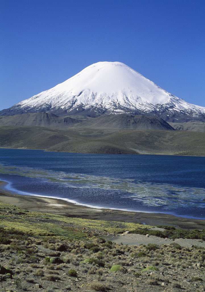 Detail of Lauca National Park by Anonymous