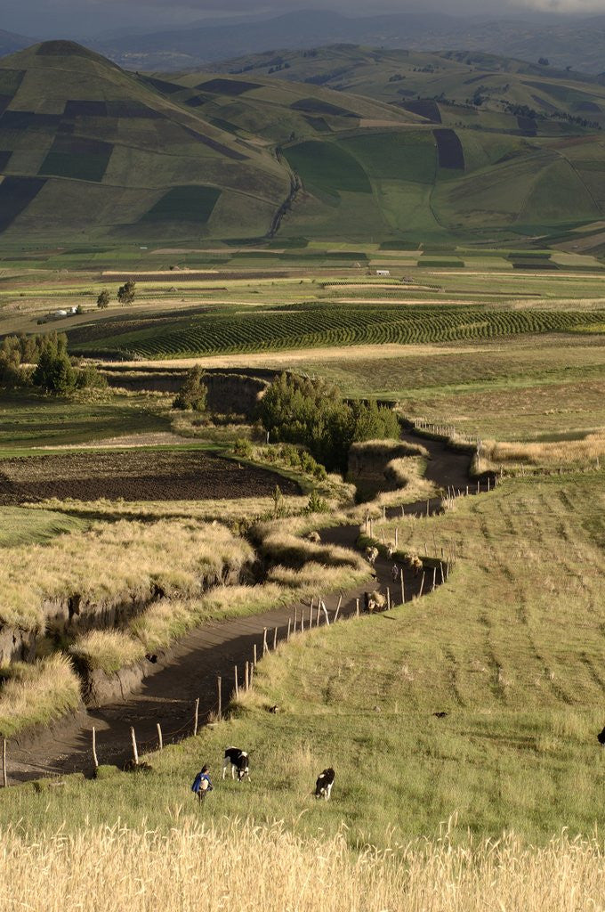 Detail of Track on Chimborazo Volcano by Anonymous