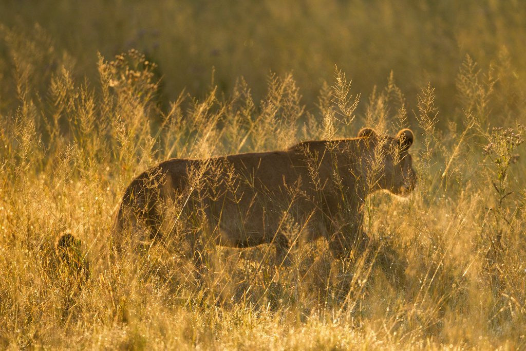 Detail of Lion in Tall Grass by Anonymous