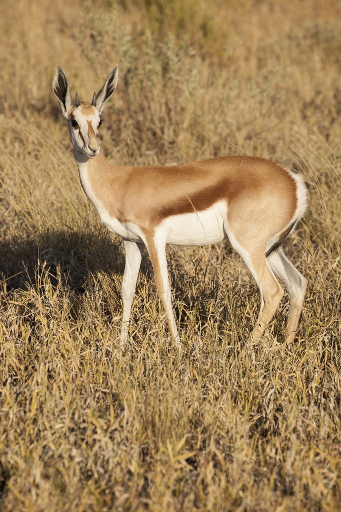 Detail of Young Springbok by Corbis