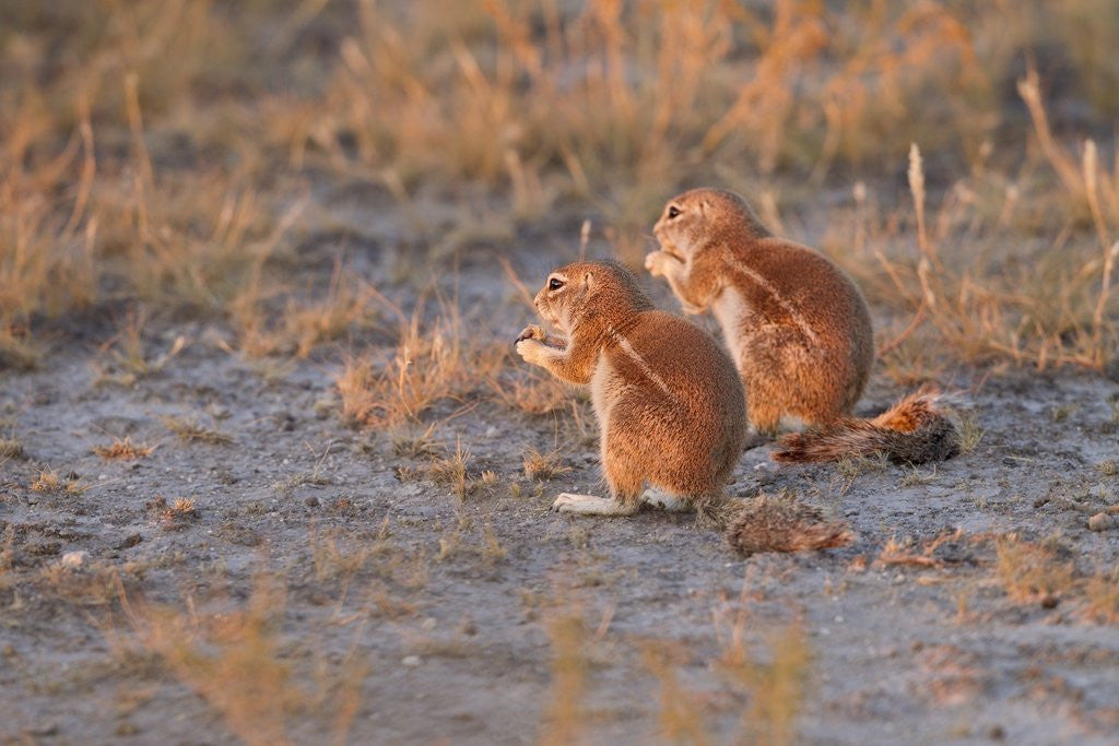 Detail of Ground Squirrels by Anonymous