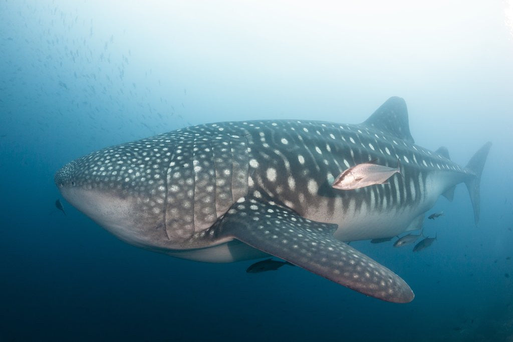 Detail of Whale Shark by Anonymous