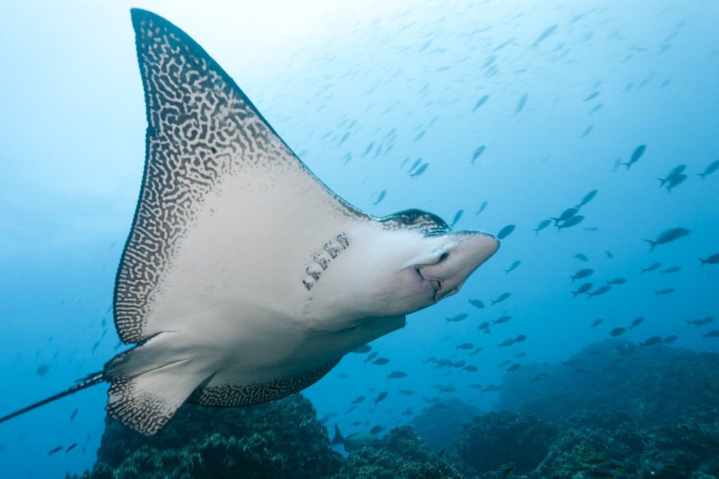 Detail of Spotted Eagle Rays by Anonymous