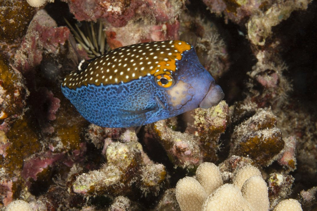 Detail of Spotted Boxfish by Anonymous