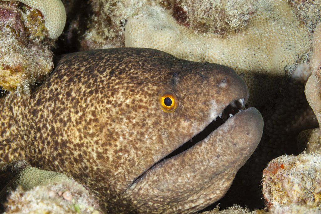 Detail of Yellowmargin Moray by Anonymous