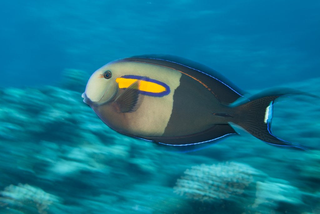 Detail of Orangeband Surgeonfish by Anonymous