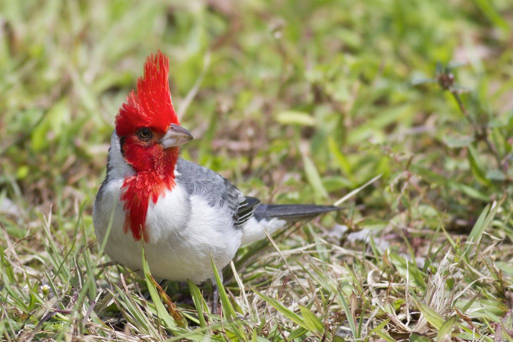 Detail of Red-crested cardinal by Anonymous