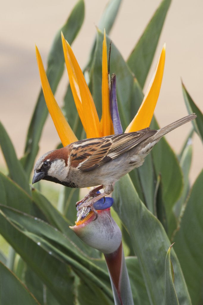 Detail of House Sparrow on Bird of Paradise by Anonymous