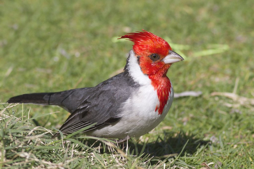 Detail of Red-crested cardinal by Anonymous