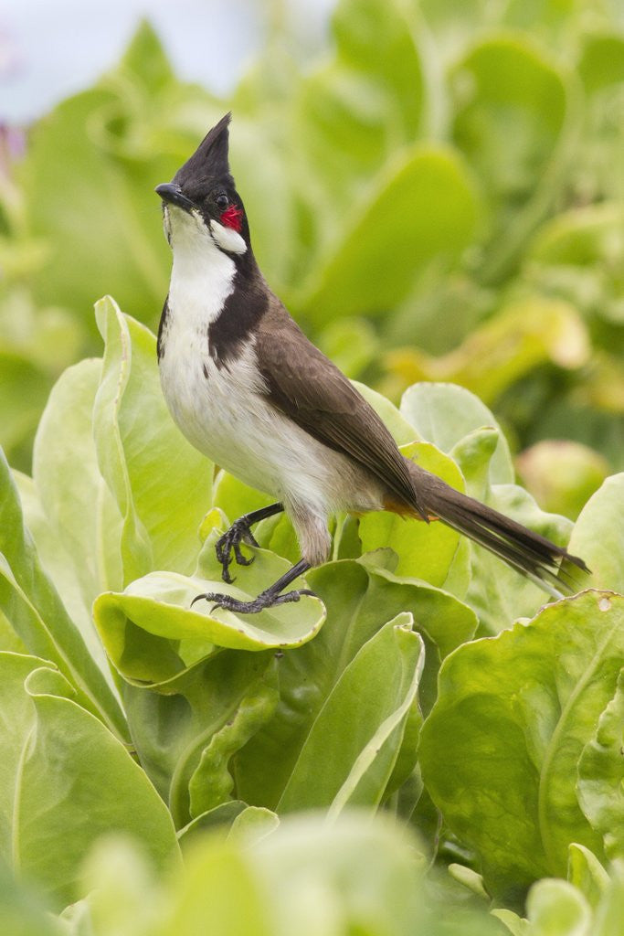 Detail of Red-Whiskered Bulbul by Anonymous