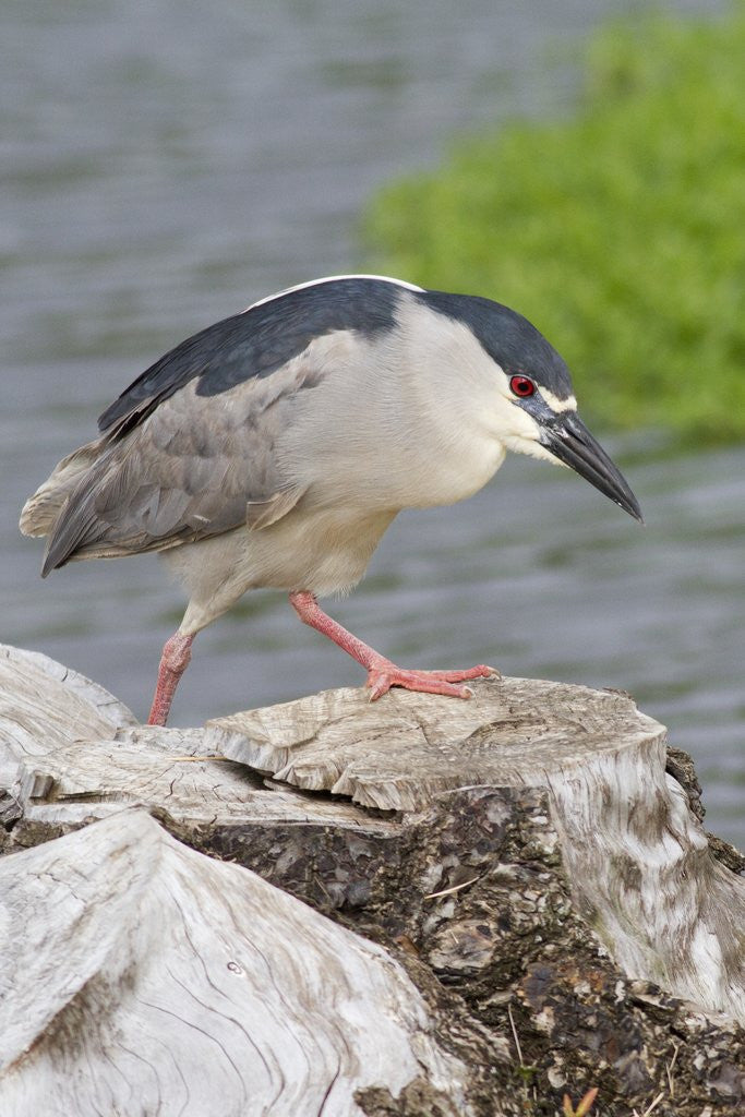 Detail of Black-crowned night heron by Anonymous