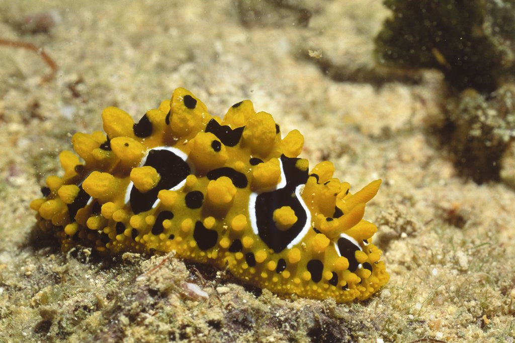 Detail of Ocellate Phyllidia by Anonymous