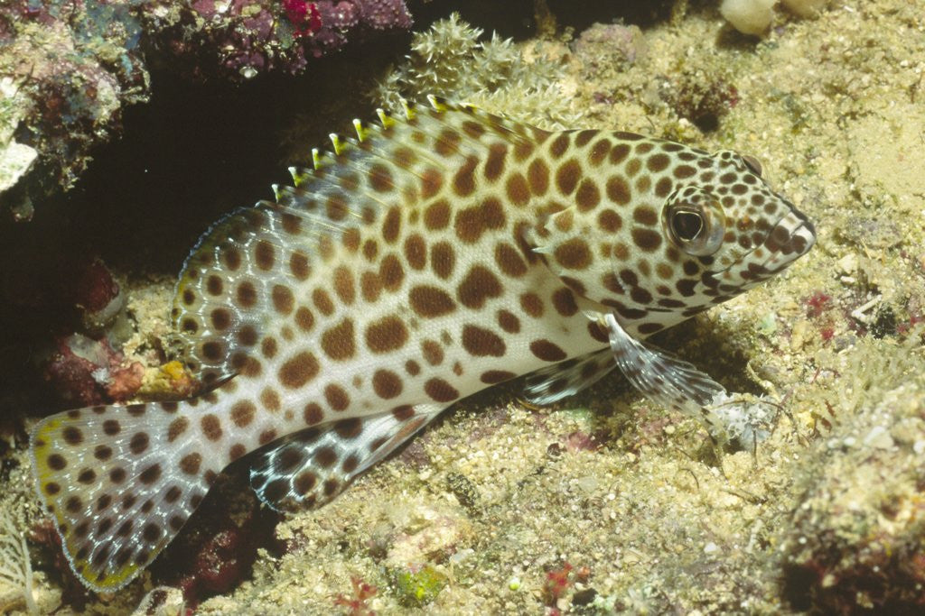 Detail of Honeycomb Grouper by Anonymous