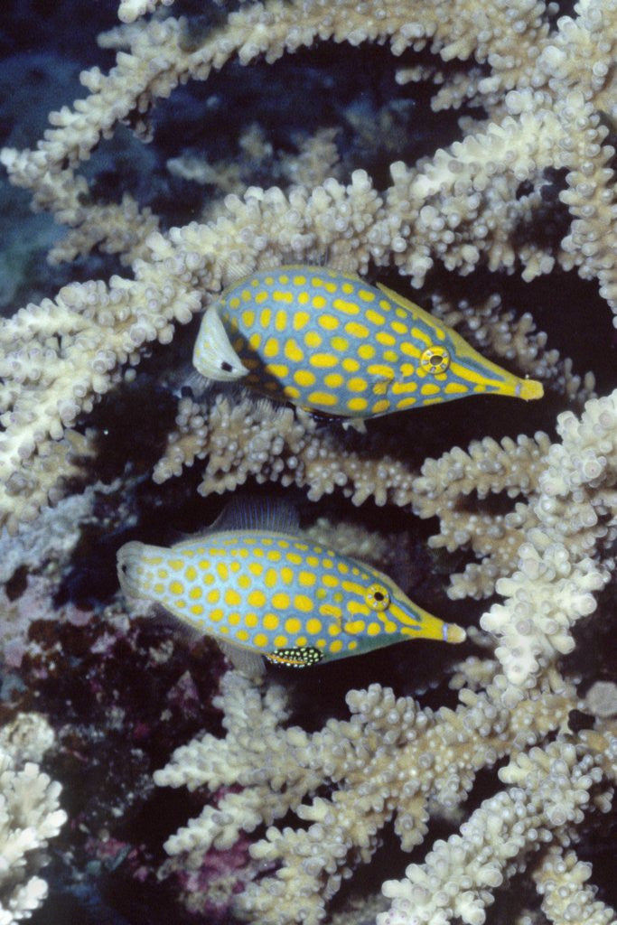 Detail of Pair of Longnose Hawkfish by Anonymous