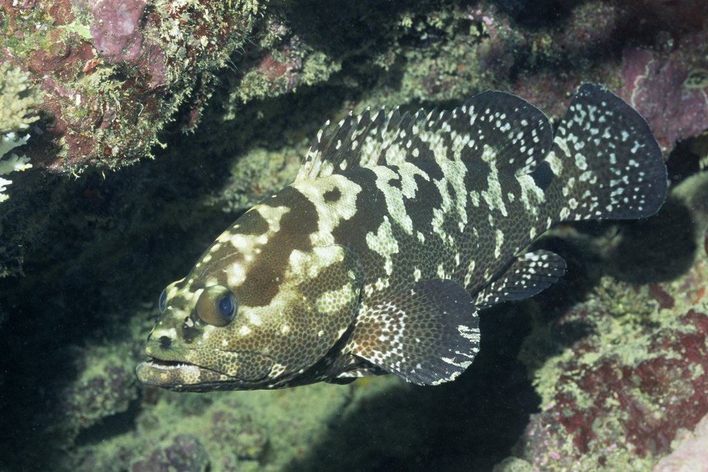 Detail of Camouflage Grouper by Anonymous