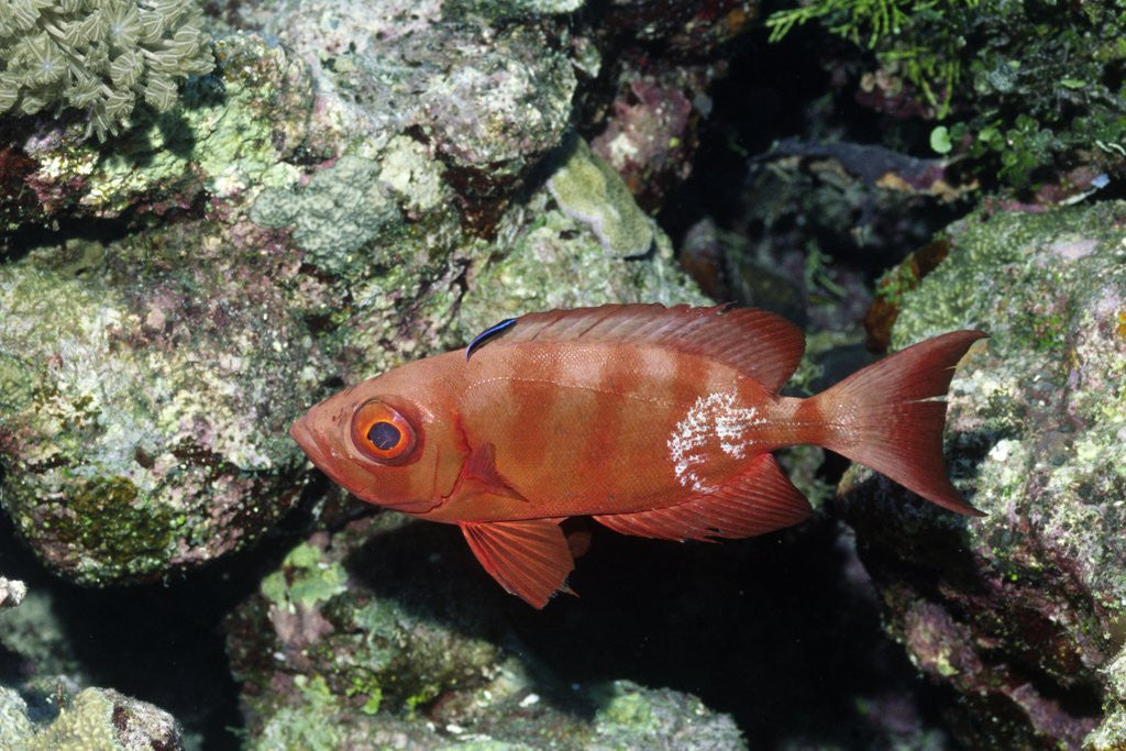 Detail of Crescent-Tail Bigeye being cleaned by Cleaner Wrasse by Anonymous