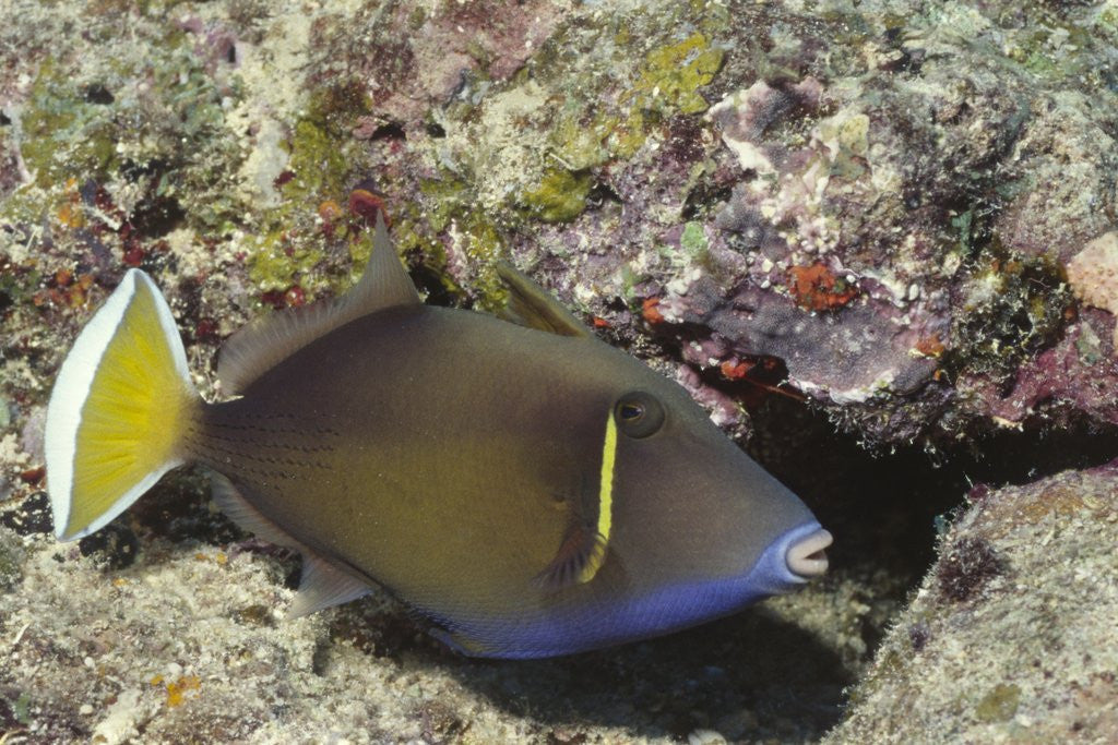 Detail of Flagtail Triggerfish by Anonymous