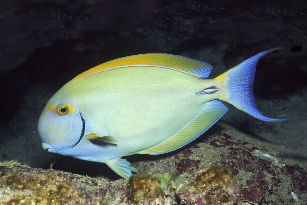 Detail of Eyestripe Surgeonfish by Anonymous