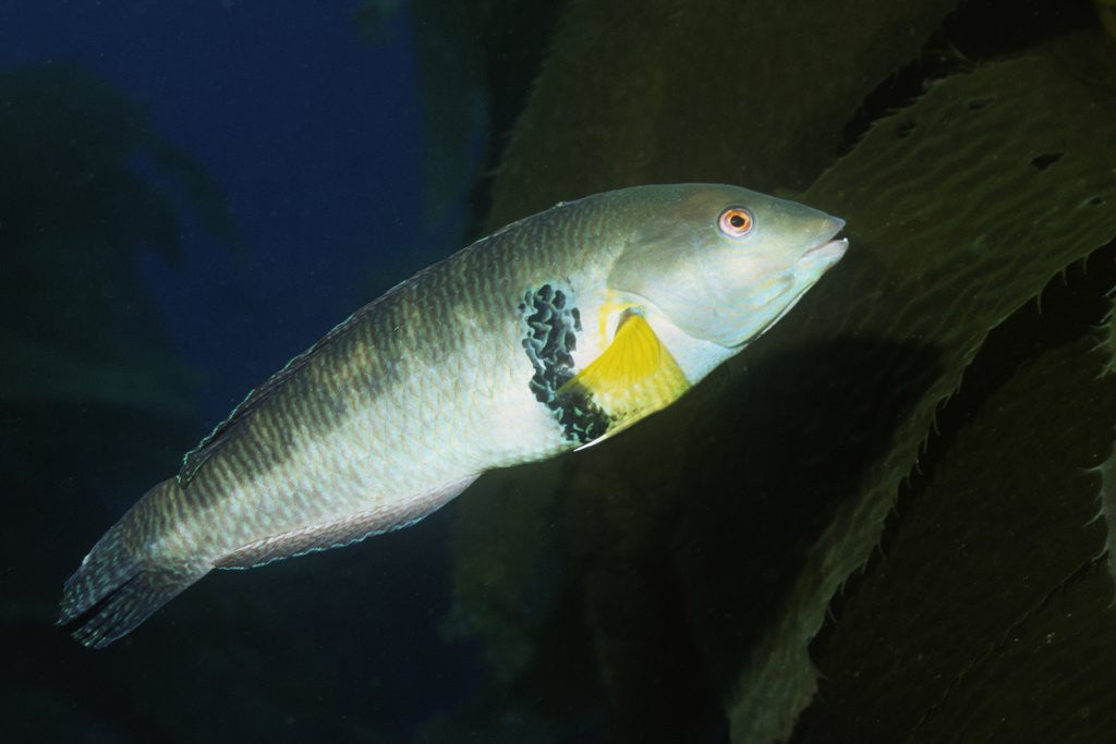 Detail of Rock Wrasse by Corbis