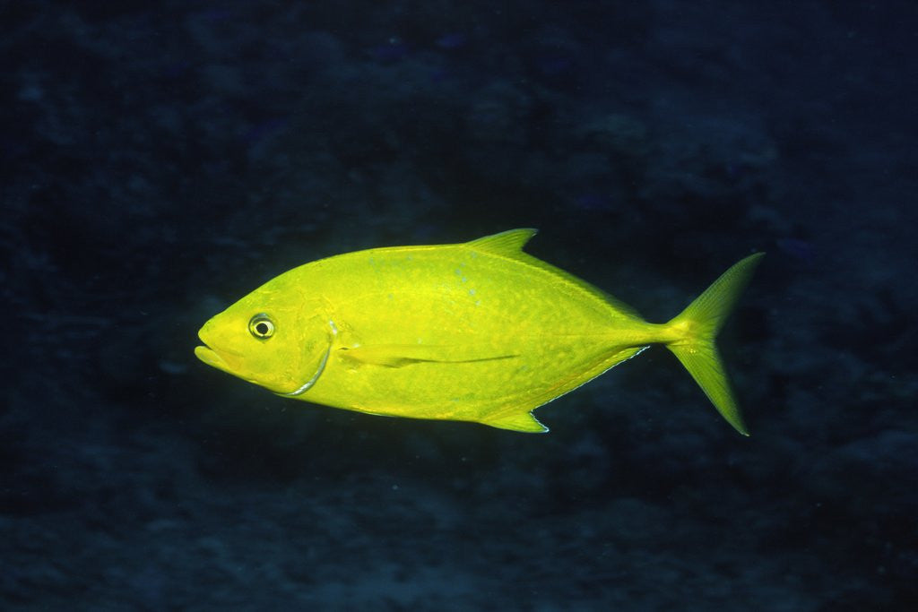 Detail of Orange-Spotted Trevally by Anonymous
