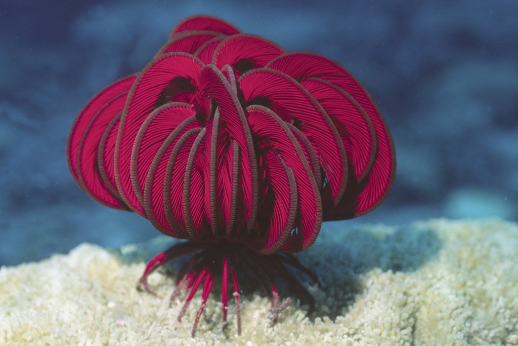 Detail of Robust Feather Star by Anonymous