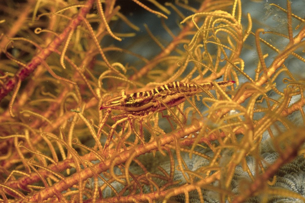 Detail of Crinoid Shrimp by Corbis