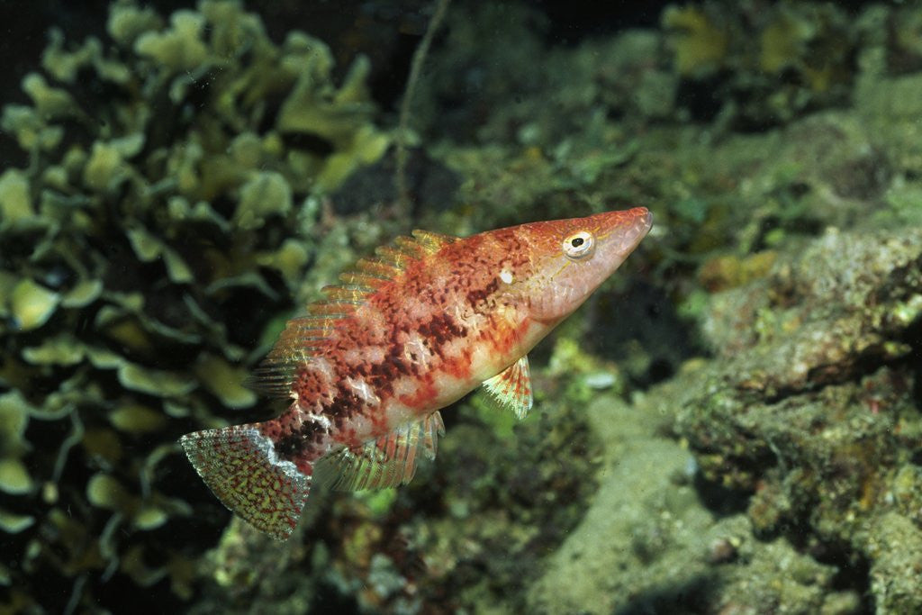 Detail of Malachite Wrasse by Anonymous