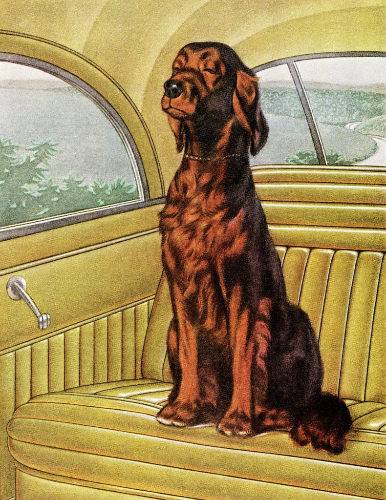Detail of Pampered Irish Setter Sitting in a Car by Anonymous