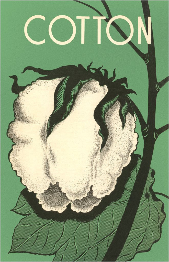 Detail of Cotton Boll by Anonymous